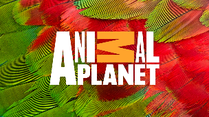 Animal Planet