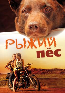 Рыжий пёс